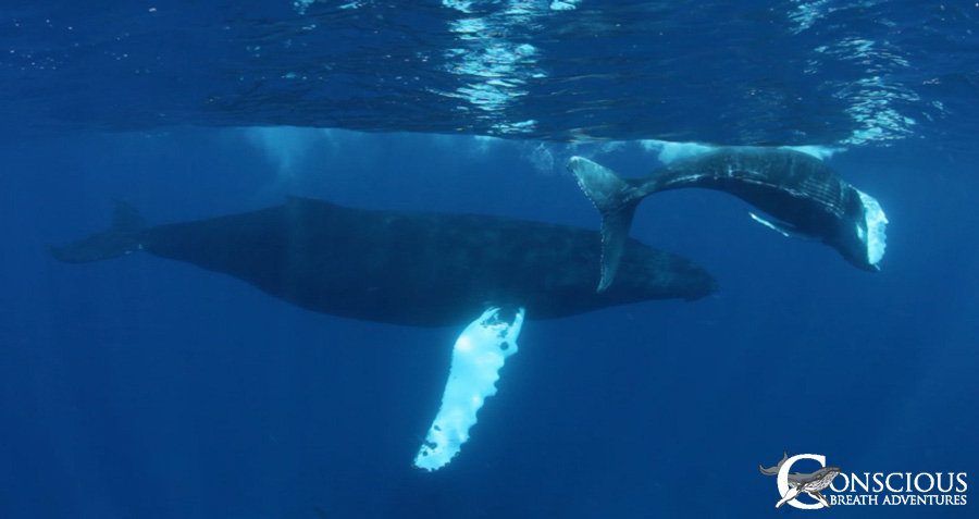 A pretty mother humpback and her calf