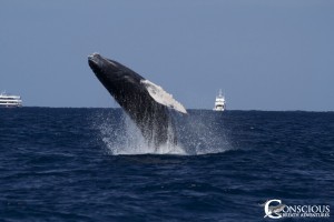 The start of a thrilling breach