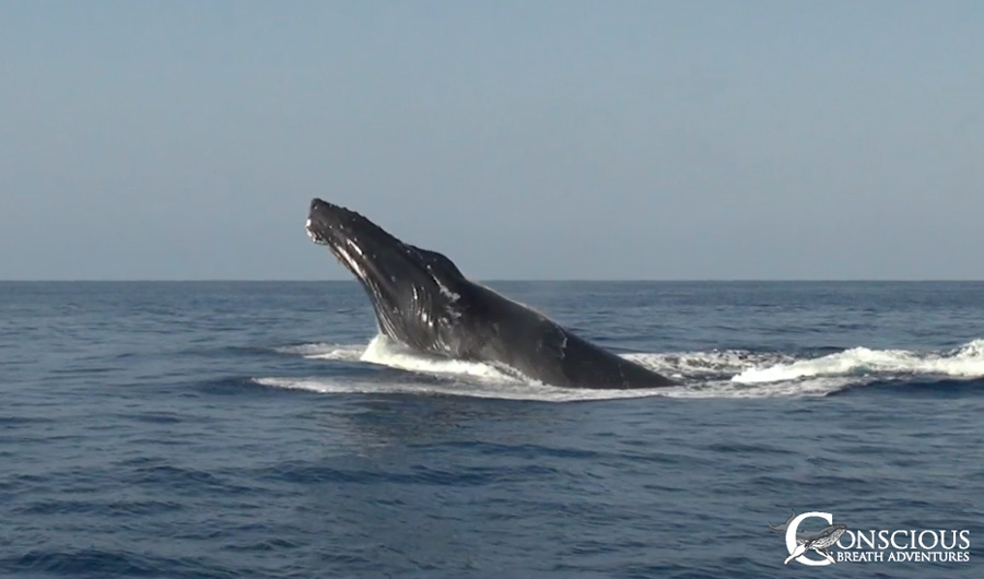 A breaching humpback whale up close