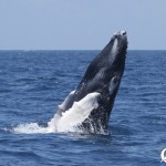 Breaching humpback calf