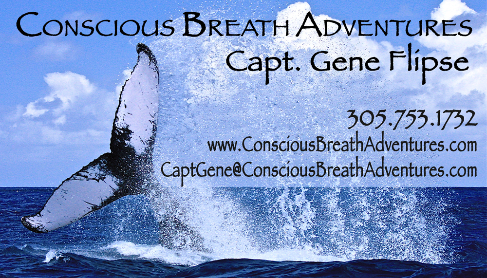 Mystery Whale on my business card from 2009