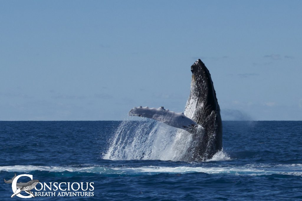 Breaching humpback whale