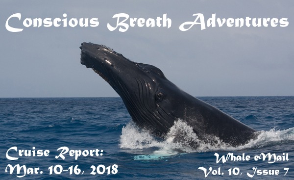 Swim with whales, Silver Bank Dominican Republic | Conscious Breath Adventures