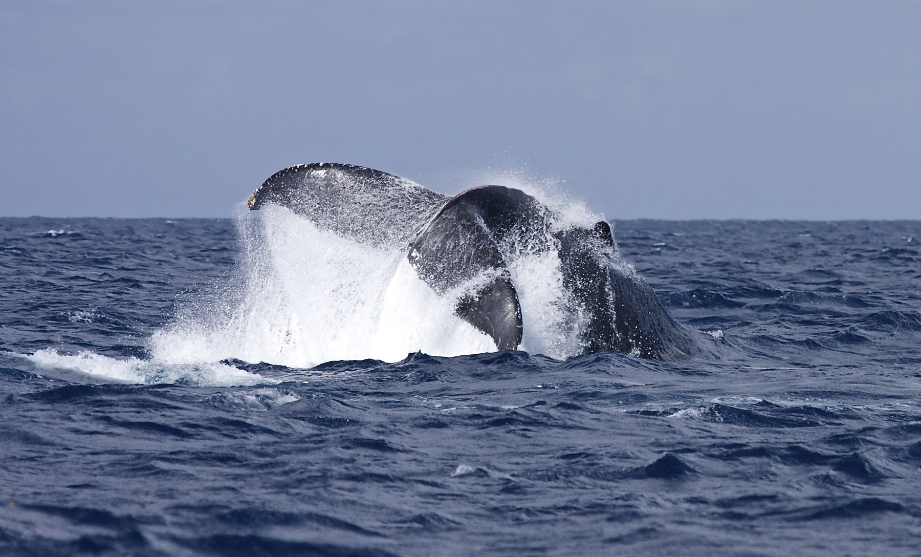 Swim with whales, Silver Bank Dominican Republic | Conscious Breath Adventures