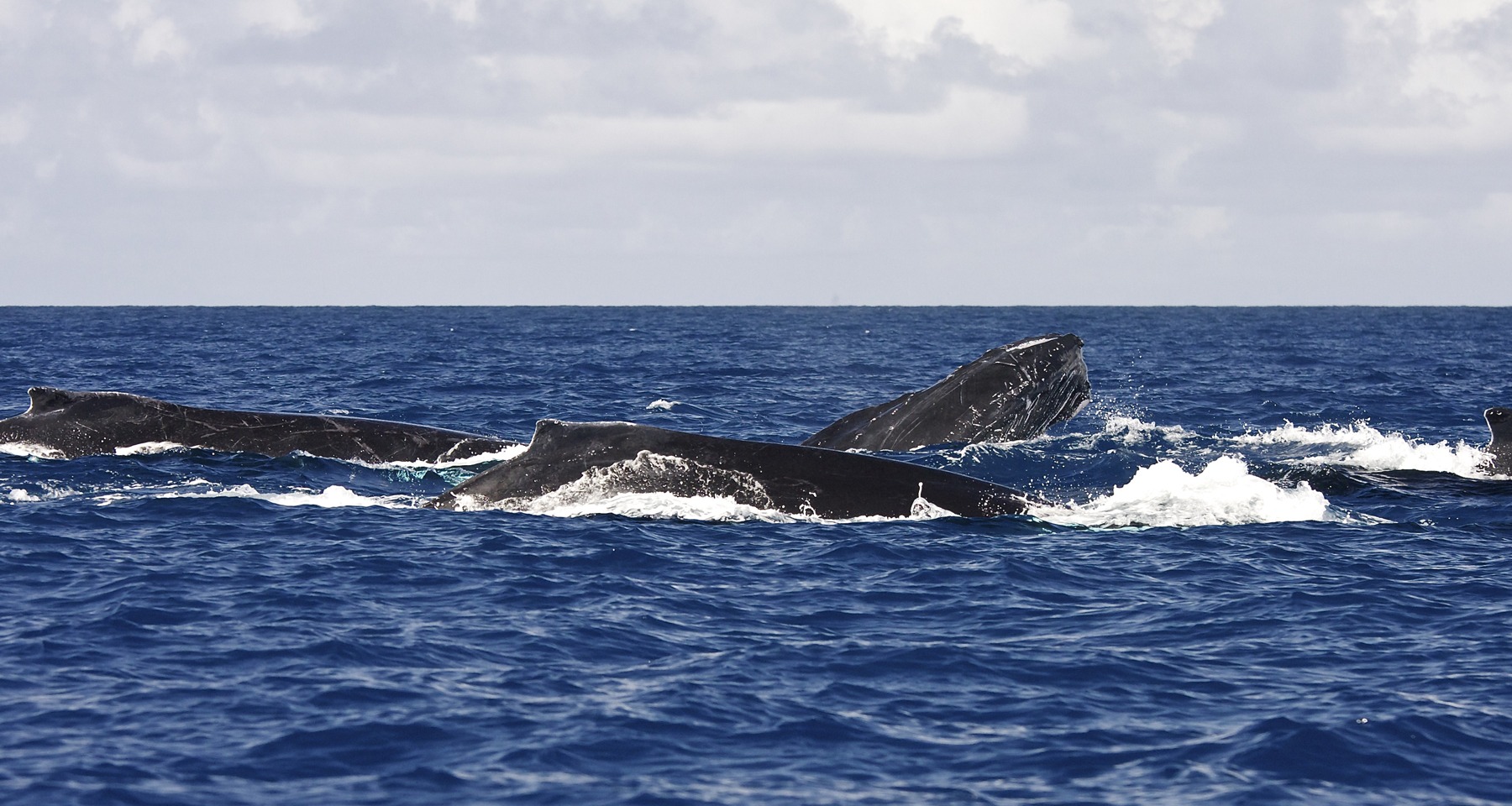 Swim with whales, Silver Bank Dominican Republic | Conscious Breath Adventures