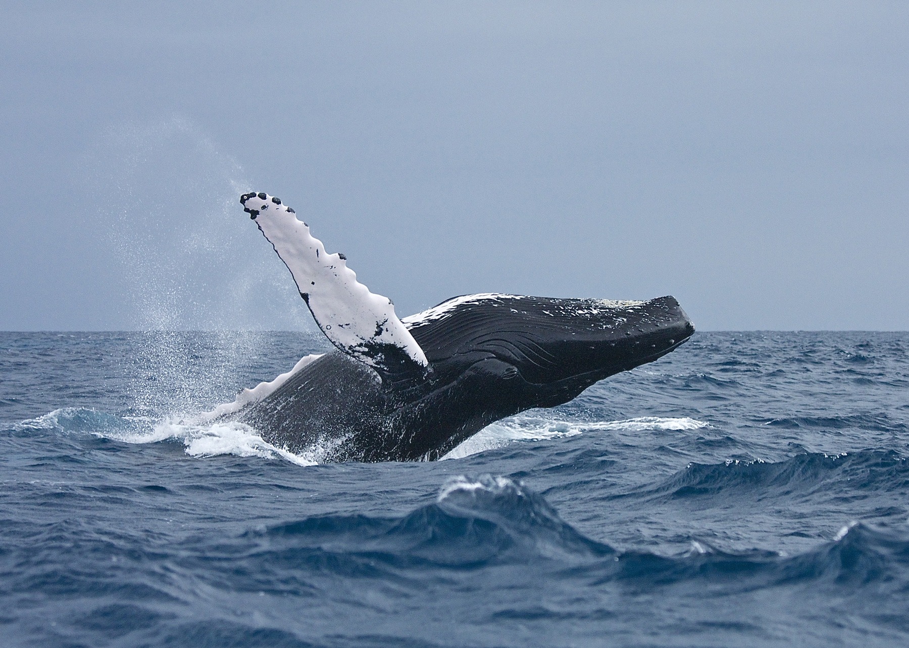 Swim with whales, Silver Bank Dominican Republic | Conscious Breath Adventures