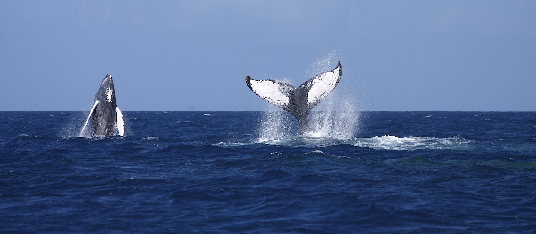 Swim with whales, Silver Bank Dominican Republic | Conscious Breath Adventures