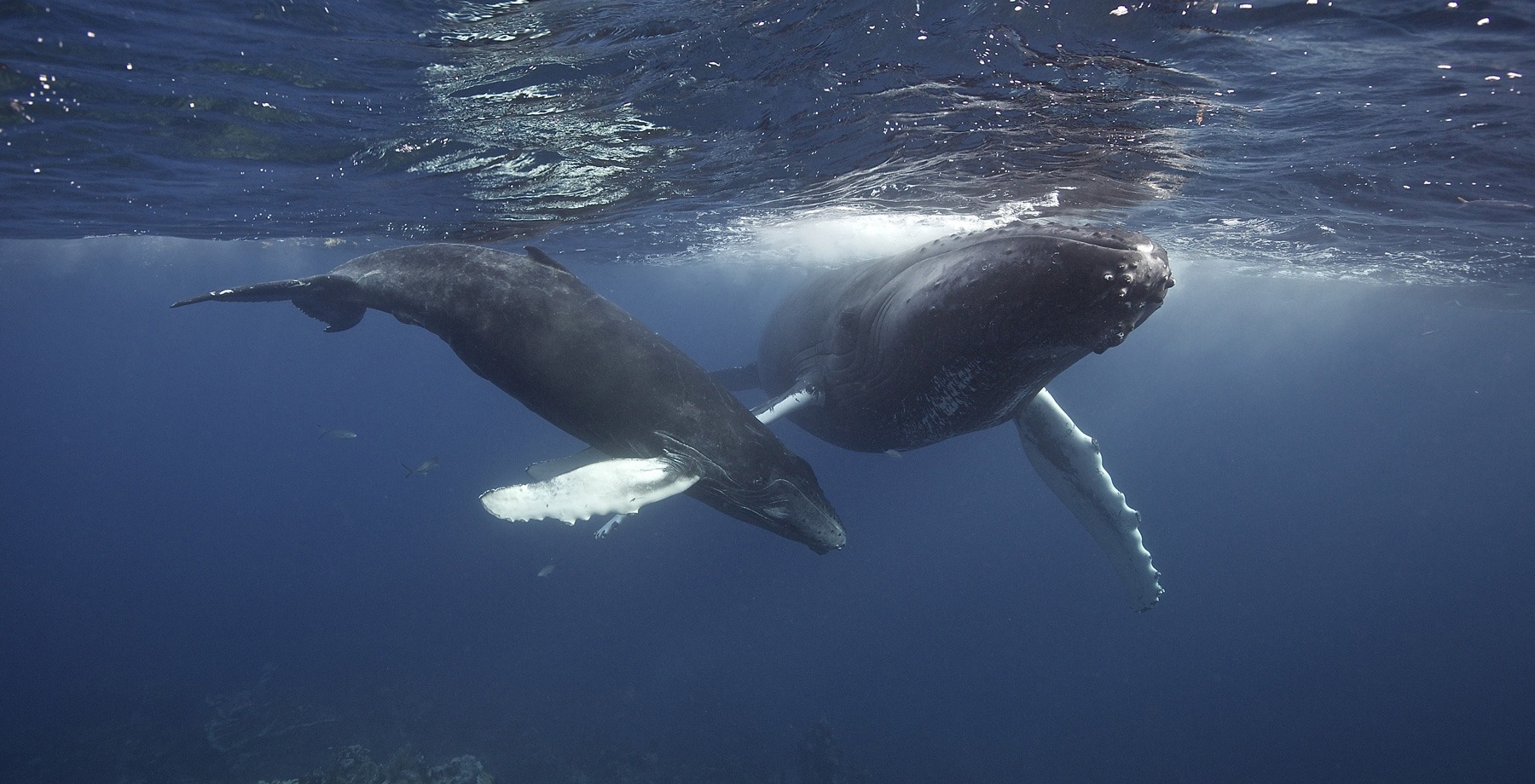 Swim with whales, Silver Bank Dominican Republic | Conscious Breath Adventures