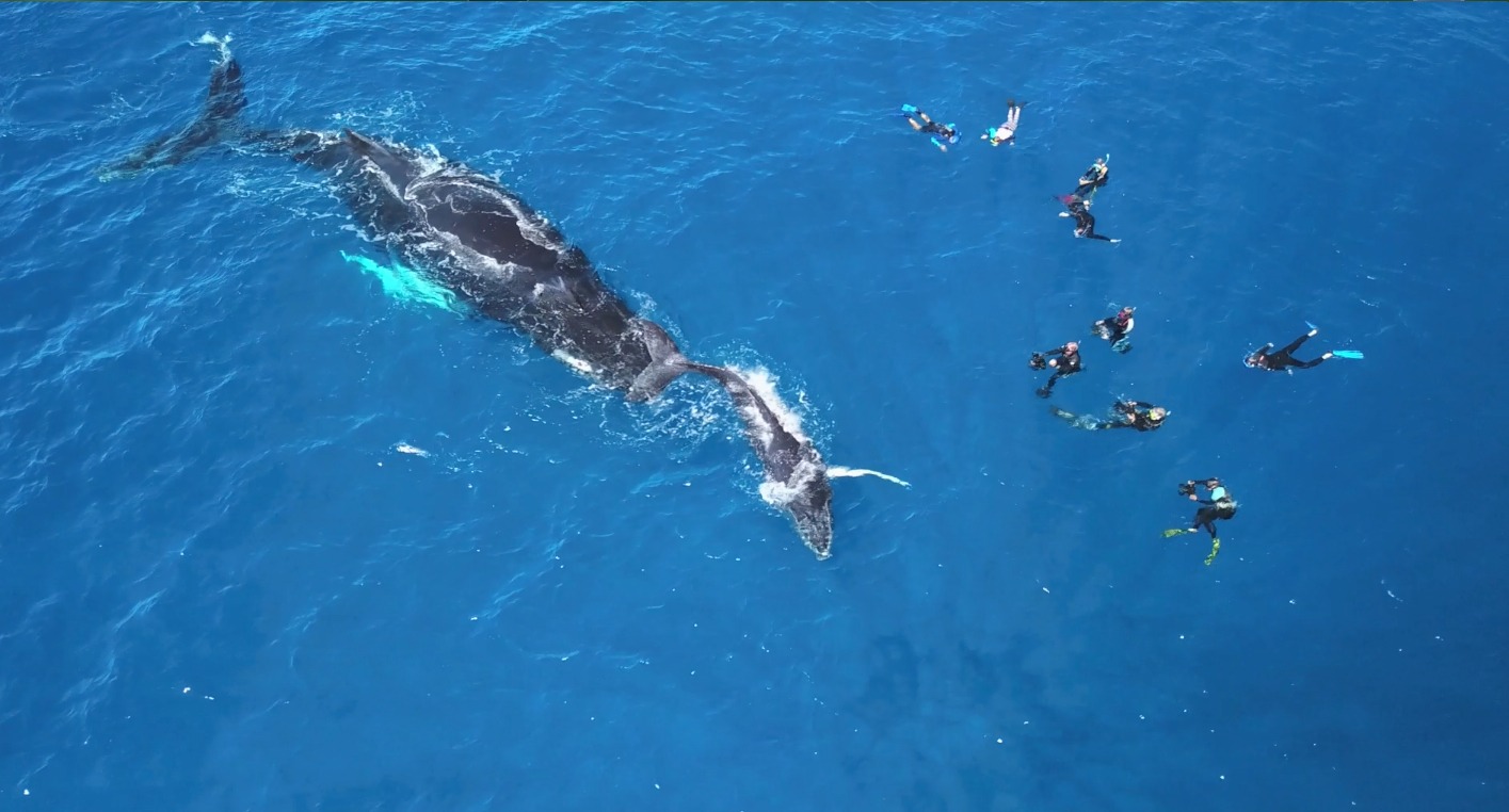 Swim with whales, Silver Bank Dominican Republic | Conscious Breath Adventures