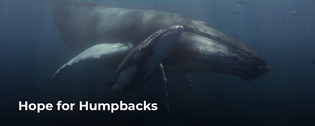 Hope for Humpbacks
