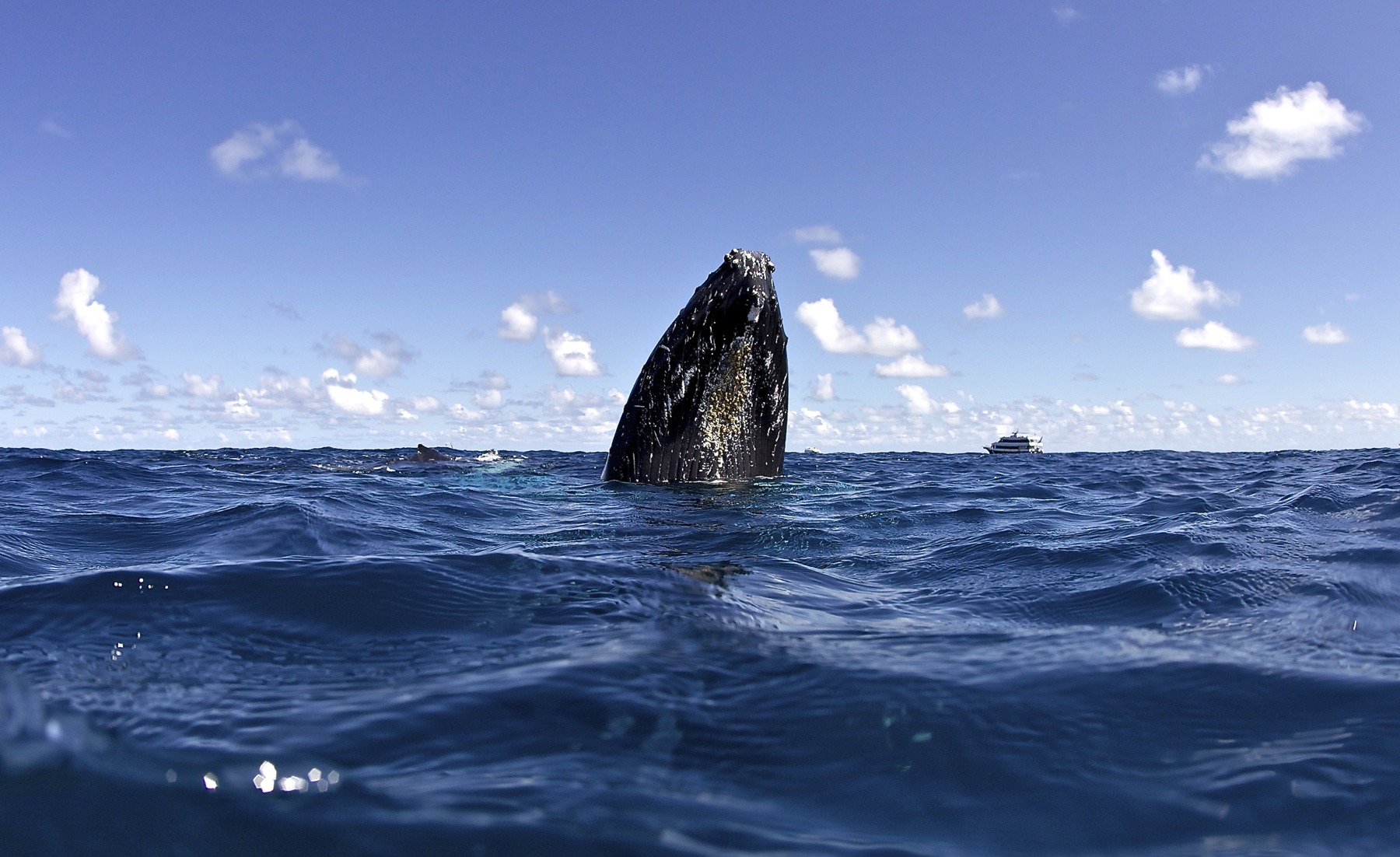 Swim with whales, Silver Bank Dominican Republic | Conscious Breath Adventures