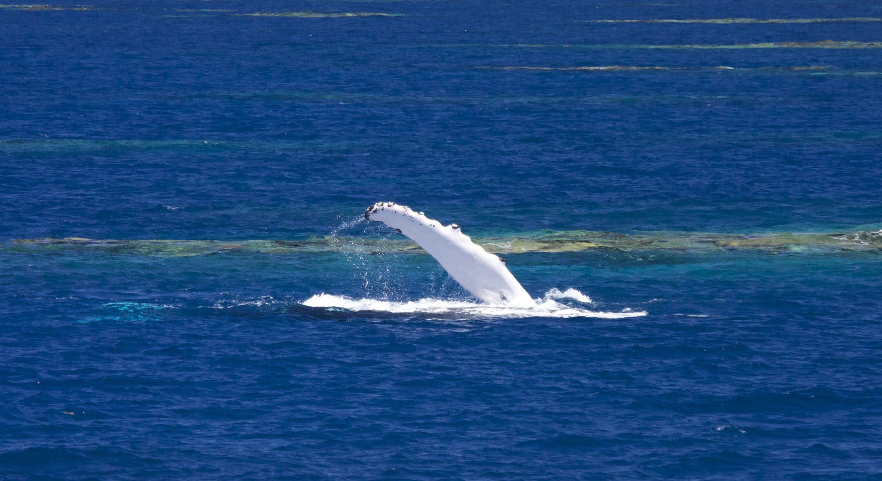 Swim with whales, Silver Bank Dominican Republic | Conscious Breath Adventures