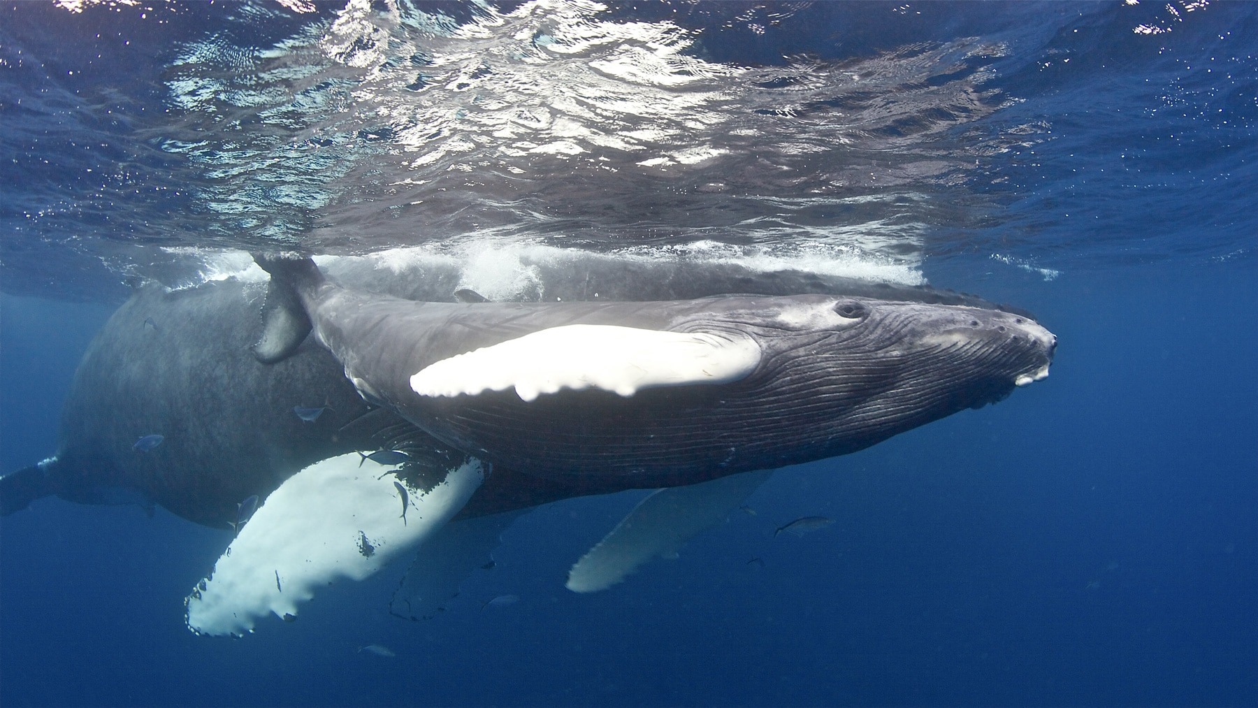 Swim with whales, Silver Bank Dominican Republic | Conscious Breath Adventures
