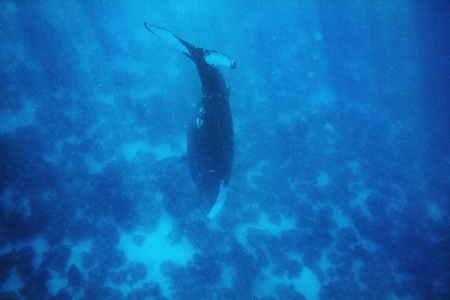 Swim with whales, Silver Bank Dominican Republic | Conscious Breath Adventures