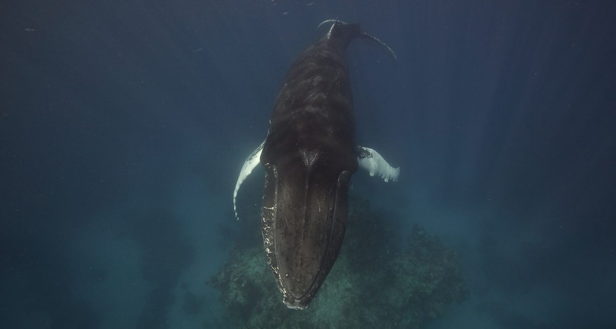 Swim with whales, Silver Bank Dominican Republic | Conscious Breath Adventures
