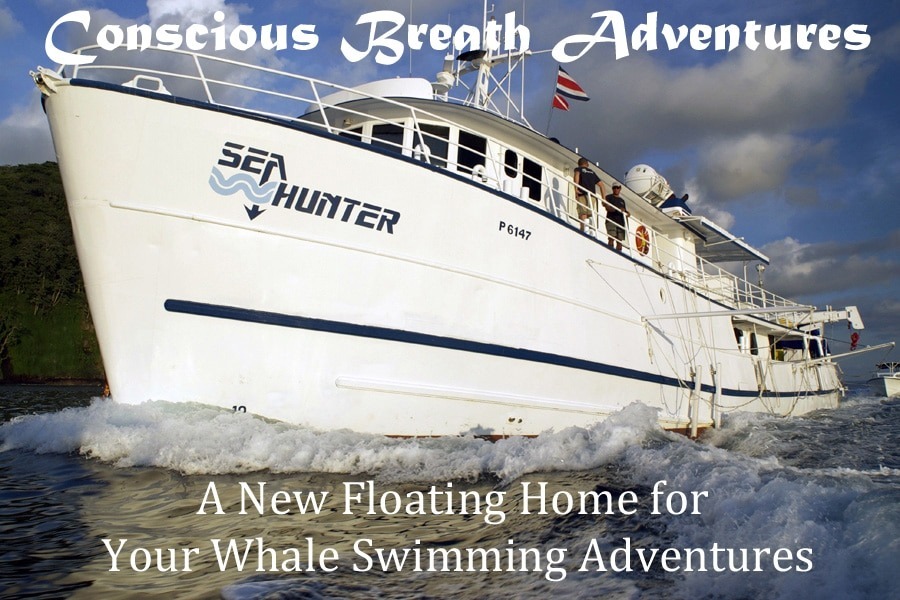 Swim with whales, Silver Bank Dominican Republic | Conscious Breath Adventures