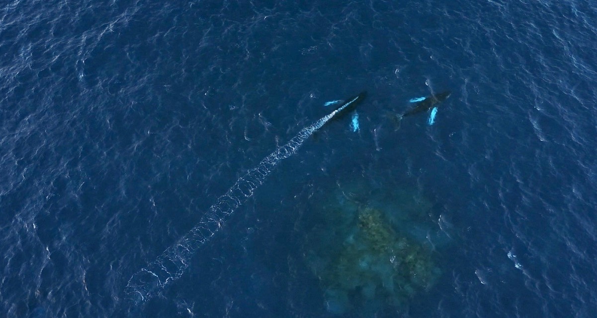 Swim with whales, Silver Bank Dominican Republic | Conscious Breath Adventures