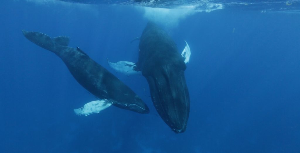 While swimming with whales a mother humpback whale and her calf approach