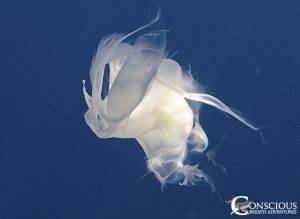 Humpback whale milk