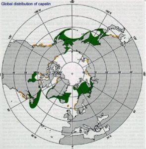 The distribution of capelin in the Arctic