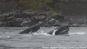 Humpback whales lunge feeding on capelin in Newfoundland