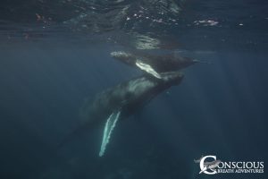 A mother humpback whale and her calf on the Silver Bank, DR