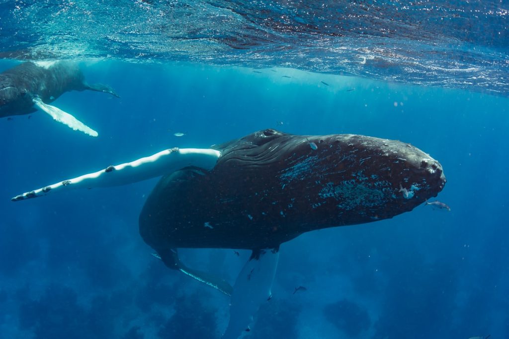 A curious mother humpback whale and her calf approach for a close look