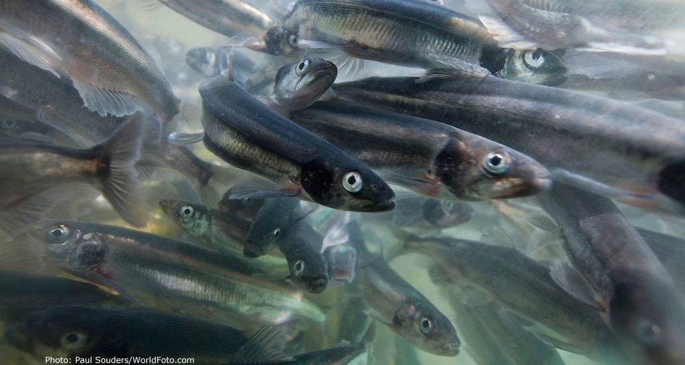 A dense school of swarming capelin is a favorite food for humpback whales