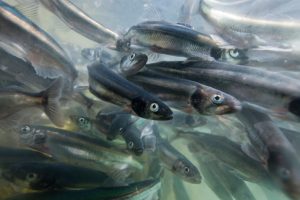 A teeming school of capelin, a favorite humpback whale food