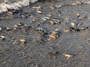 Capelin roll on the shore in Newfoundland