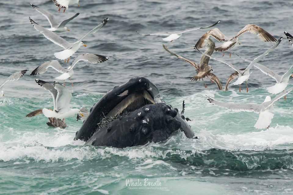 A humpback whale lunge feeds on sand lance