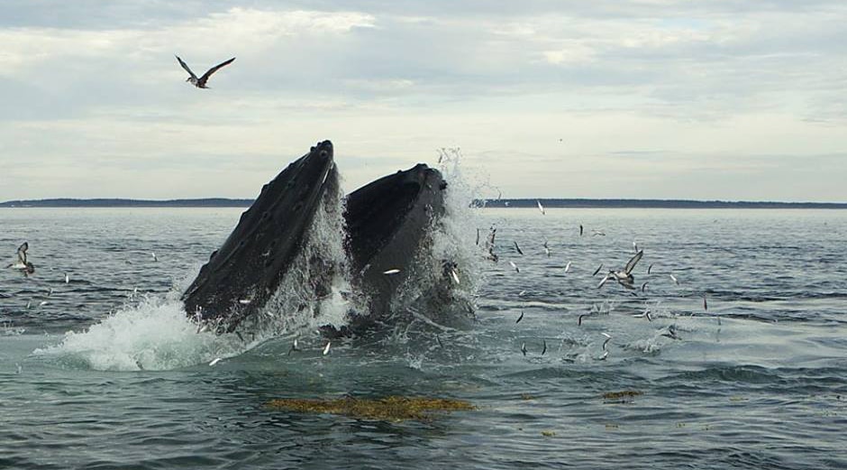 A humpback whale lunge feeding on herring in the Bay of Fundy