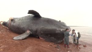Right whale killed by ship strike, 2019