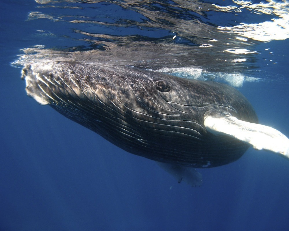 A Playful humpback whale calf