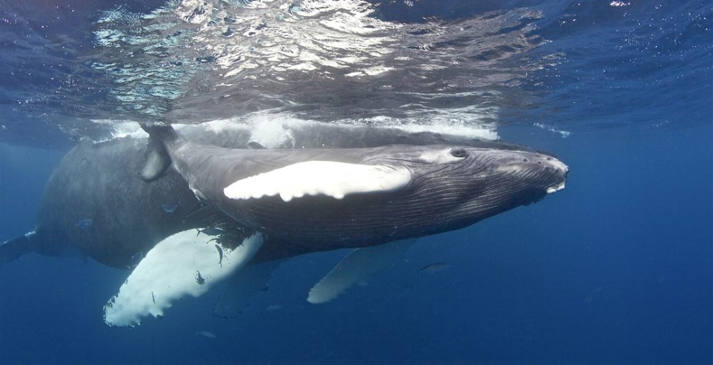 Looking Into the Eye of a Humpback Whale
