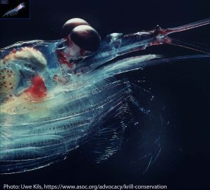 The feathery feeding legs of an Antarctic krill