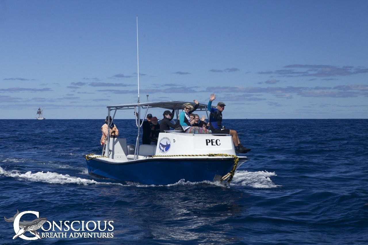 Swim with whales, Silver Bank Dominican Republic | Conscious Breath Adventures
