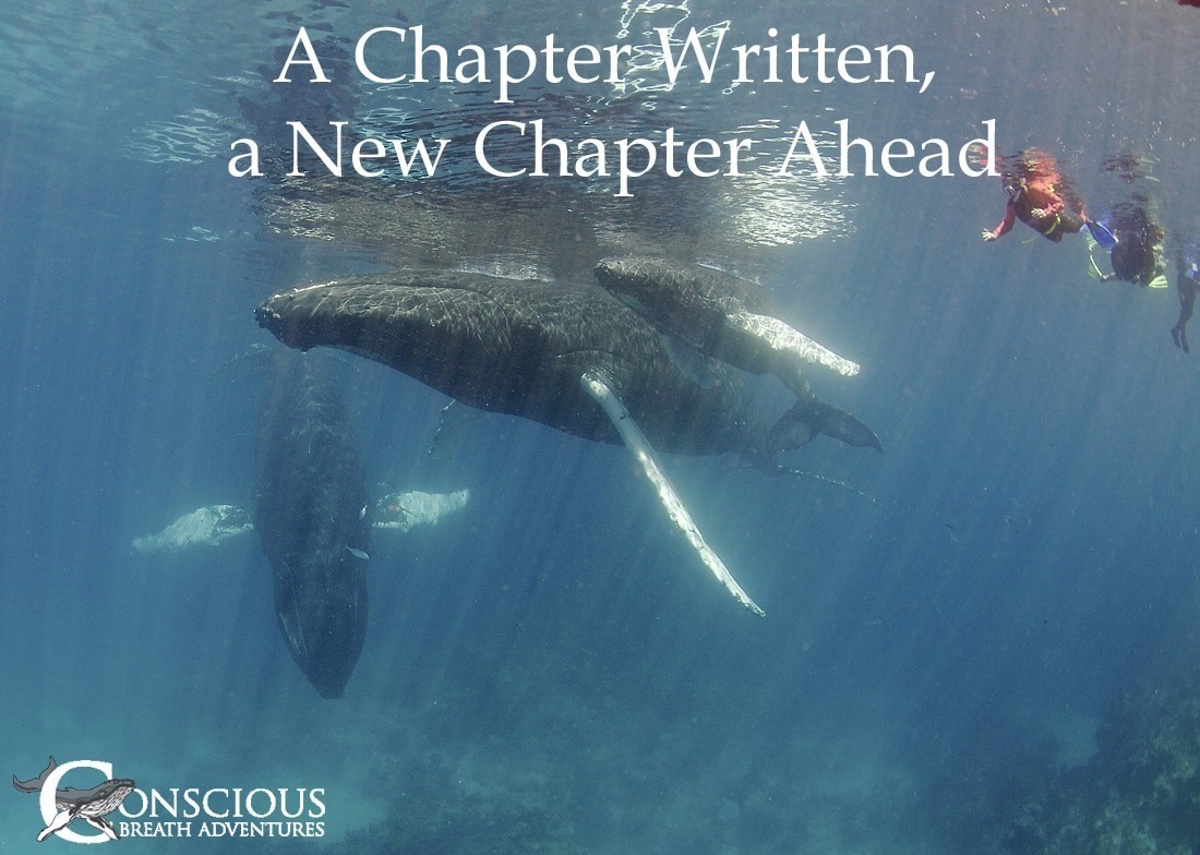 Swim with whales, Silver Bank Dominican Republic | Conscious Breath Adventures