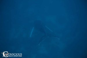 A singing humpback whale