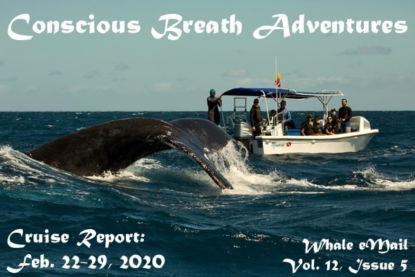 Swim with whales, Silver Bank Dominican Republic | Conscious Breath Adventures