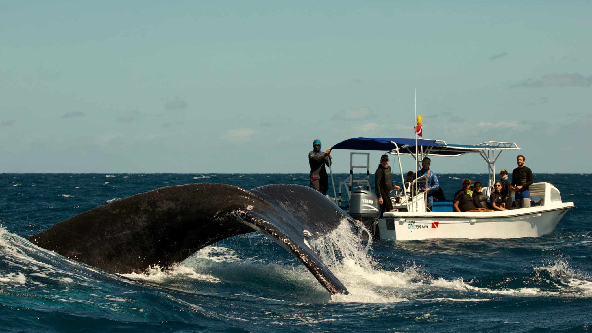 Swim with whales, Silver Bank Dominican Republic | Conscious Breath Adventures