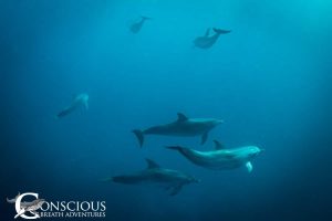 Dolphin on the Silver Bank