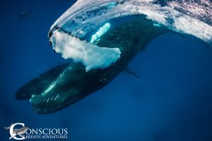 The swishing pectoral fin of a dancing humpback whale