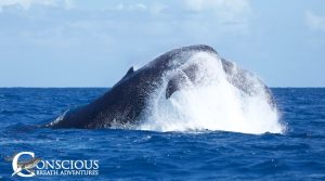 A humpback whale on the Silver Bank