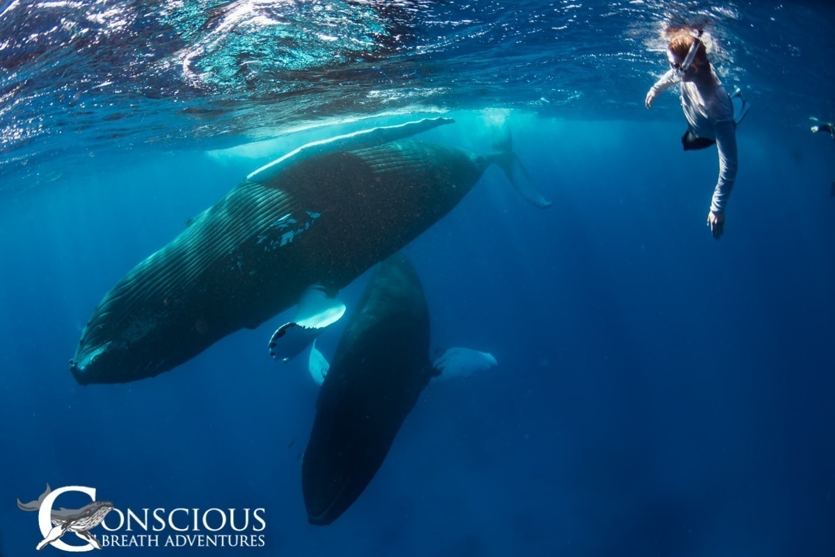 Swim with whales, Silver Bank Dominican Republic | Conscious Breath Adventures
